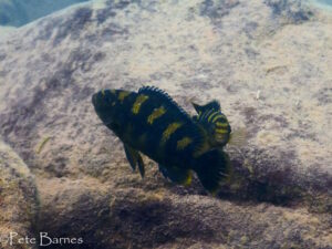 Pseudotropheus crabro 'Nakantenga Island'